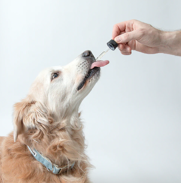 CBD Oil for Dogs: Promoting Overall Health and Well-Being