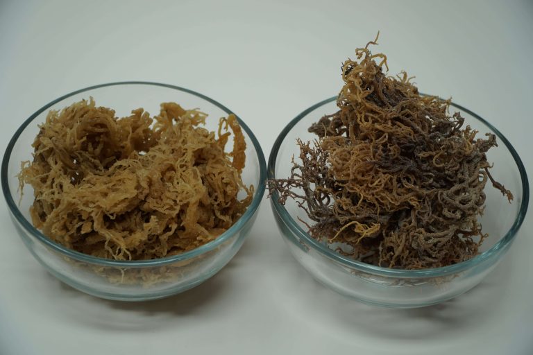 Unveiling the Depths: Exploring the Contrasts Between Wild-Crafted Sea Moss and Cultivated Sea Moss
