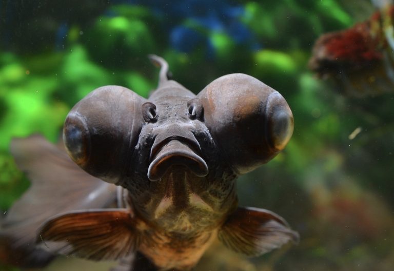 Dive into the Dark Depths: Unveiling the Enigmatic Beauty of Black Moor Goldfish