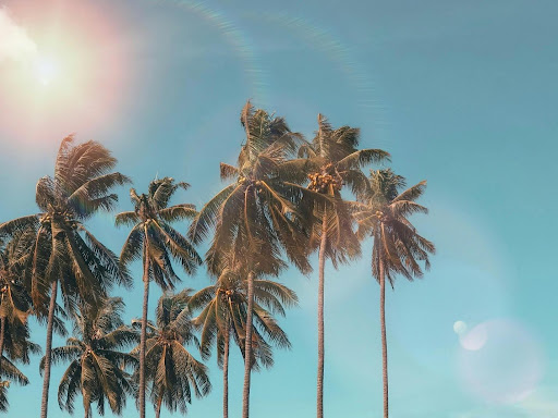 palm trees, and a blue sky.